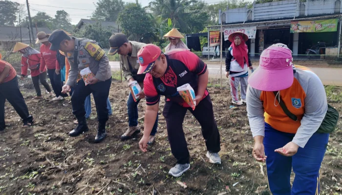 Sinergi Polri dan Masyarakat, Jagung Ditanam Serentak di Toboali dan Pulau Besar
