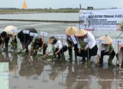 Bangka Selatan Genjot Produksi Padi, Puluhan Stakeholder Turun ke Sawah