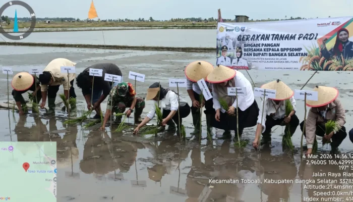 Bangka Selatan Genjot Produksi Padi, Puluhan Stakeholder Turun ke Sawah