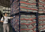 Bisnis Kacang Ijo Tembus China, Cuan Ekspor Kian Menggoda