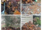 TBS Termurah Nasional, Petani Sawit Bangka Selatan Menjerit di Tengah Harga Dunia Melonjak