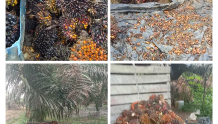TBS Termurah Nasional, Petani Sawit Bangka Selatan Menjerit di Tengah Harga Dunia Melonjak