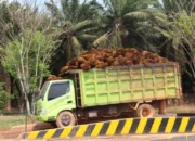 Harga TBS Global Menguat, Nasional Tembus Rp4.118/Kg di Sumut, Babel Masih Tertekan