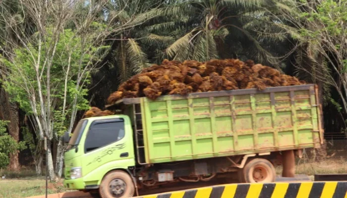 Harga TBS Global Menguat, Nasional Tembus Rp4.118/Kg di Sumut, Babel Masih Tertekan