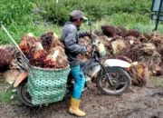 Di Balik Anjloknya TBS: Akar Masalah Tata Niaga Sawit Bangka Selatan