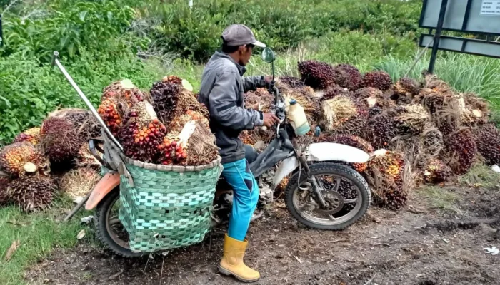 Di Balik Anjloknya TBS: Akar Masalah Tata Niaga Sawit Bangka Selatan