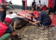 Iduladha 1447 H, DPC PDI Perjuangan Bangka Salurkan Daging Kurban untuk Warga