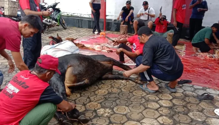 Iduladha 1447 H, DPC PDI Perjuangan Bangka Salurkan Daging Kurban untuk Warga
