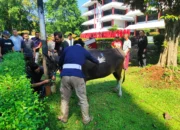 KAUP Alumni Universitas Pancasila Salurkan Sapi Kurban untuk Warga dan Pegawai Kampus di Iduladha 2026