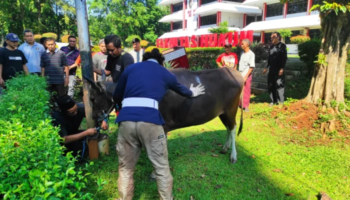 KAUP Alumni Universitas Pancasila Salurkan Sapi Kurban untuk Warga dan Pegawai Kampus di Iduladha 2026