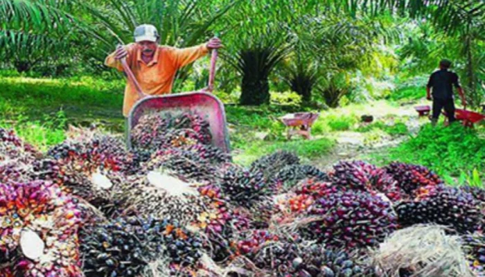 Harga TBS Bangka Selatan Terpantau Merangkak Tipis-Tipis