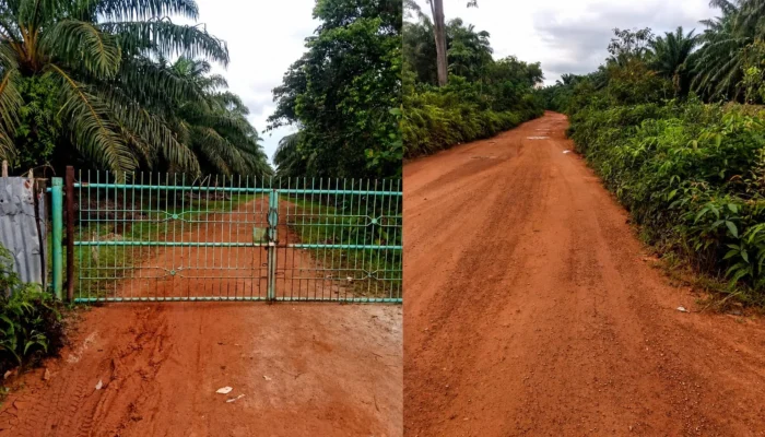 Hutan Lindung Kuruk Lubuk Besar Diduga Jadi Kebun Sawit, Siapa Penguasanya dan Apa Legalitasnya? PP